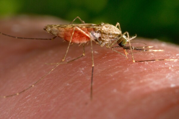 FILE - This 2014 photo made available by the U.S. Centers for Disease Control and Prevention shows a feeding female Anopheles gambiae mosquito. The species is a known vector for the parasitic disease malaria. The United States has seen five cases of malaria spread by mosquitos in the last two months...the first time there's been local spread in 20 years. There were four cases detected in Florida and one in Texas, according to a health alert issued Monday, June 26, 2023, by the CDC. (James Gathany/CDC via AP, File)