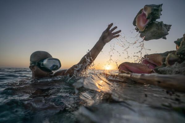 Edmond Coverley pulls up conch shells from his underwater pen to bring to a fish market for sale in West End, Grand Bahama Island, Bahamas, Tuesday, Dec. 6, 2022. In the Bahamas, the government has explored new conservation measures, such as stricter rules about minimal harvesting size, to reduce fishing pressure and let the conch reproduce. (AP Photo/David Goldman)